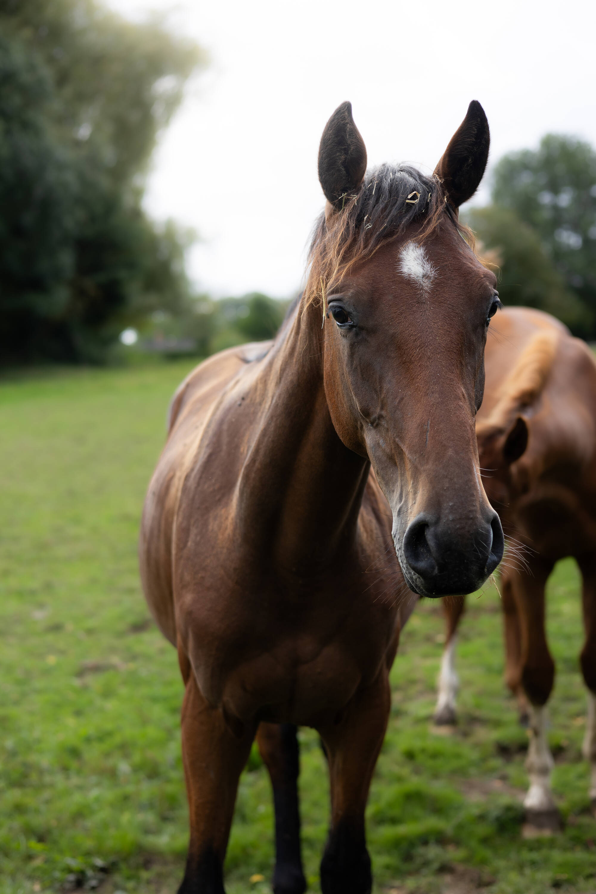 Sylvestre d'hoogpoort