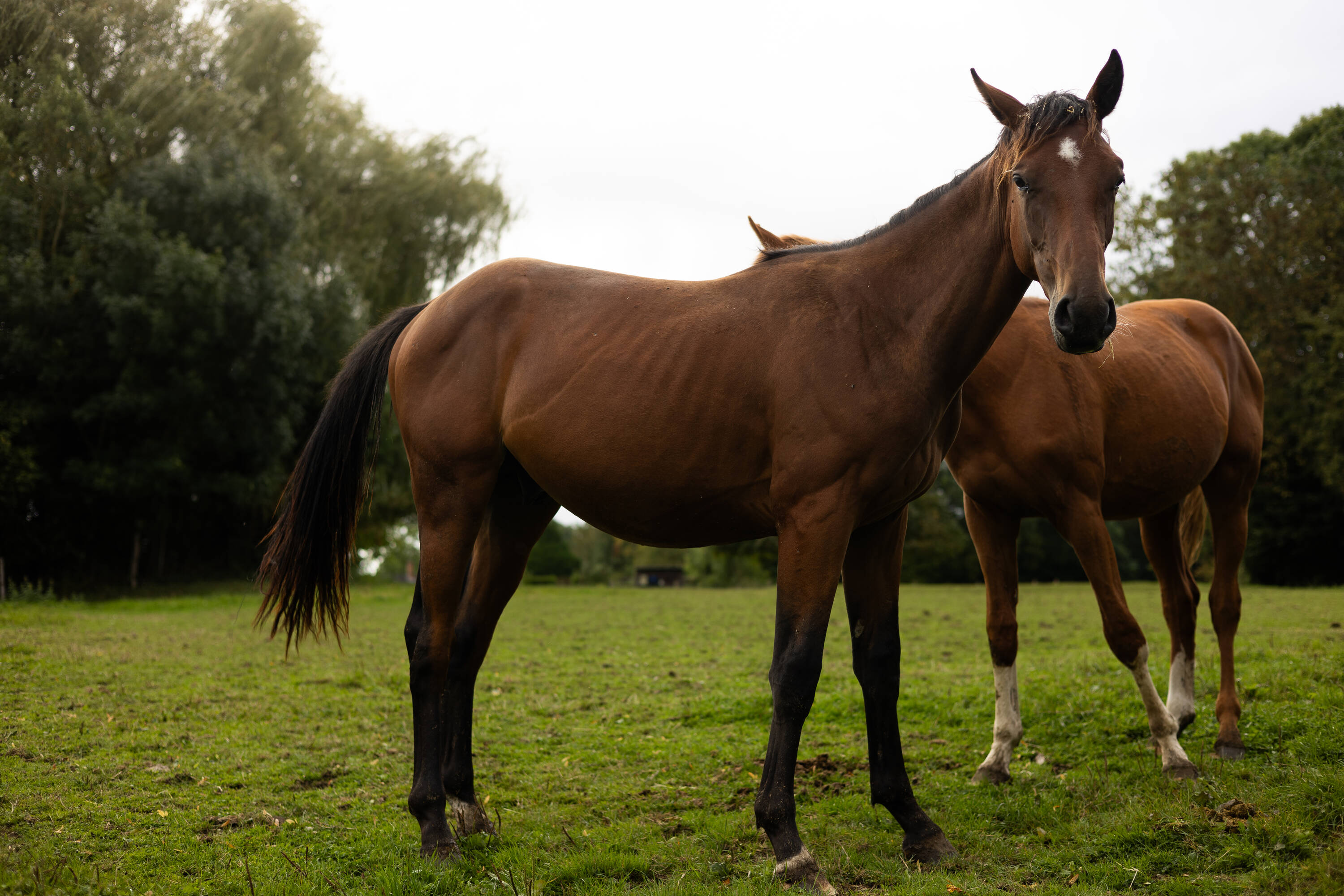 Sylvestre d'hoogpoort