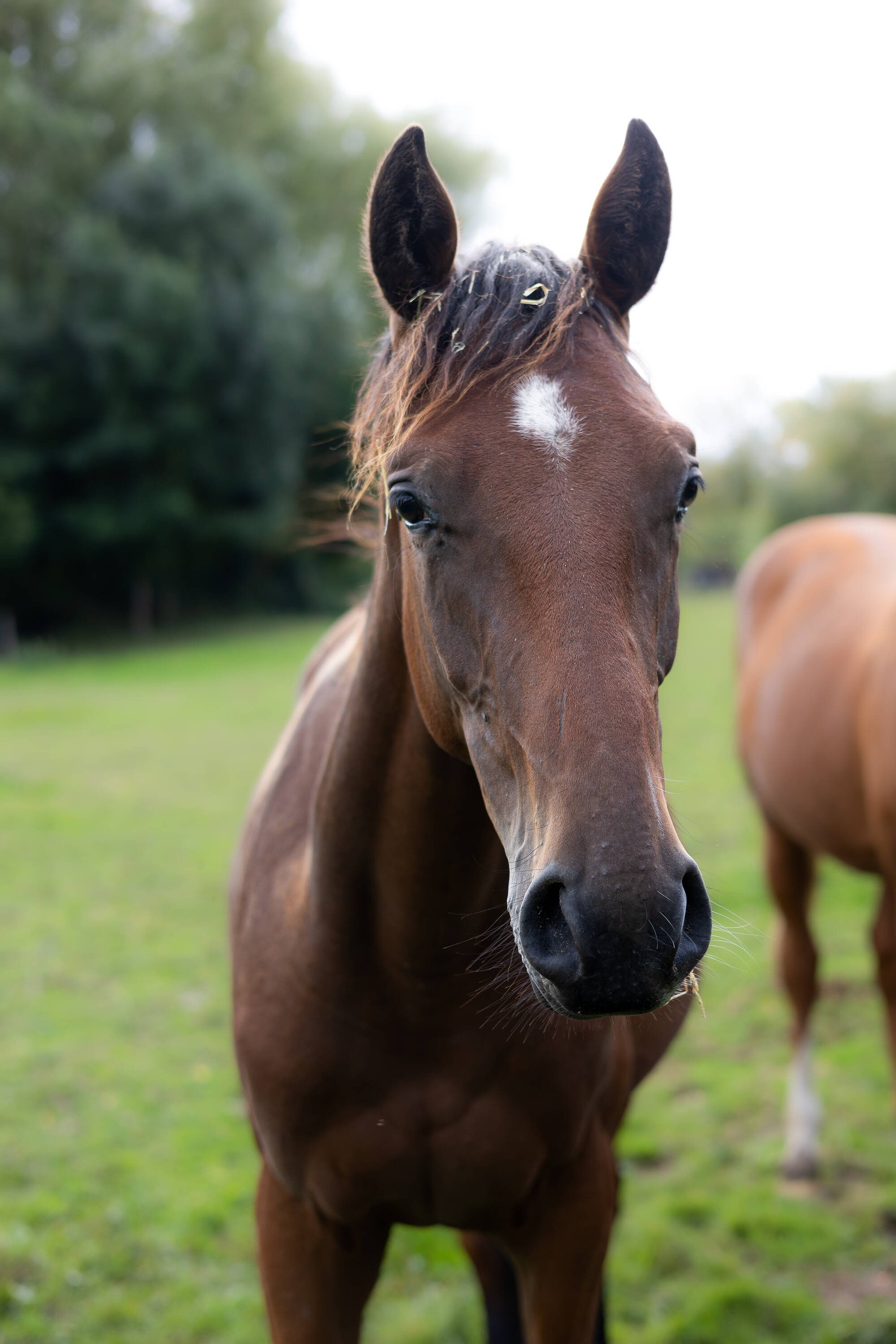 Sylvestre d'hoogpoort