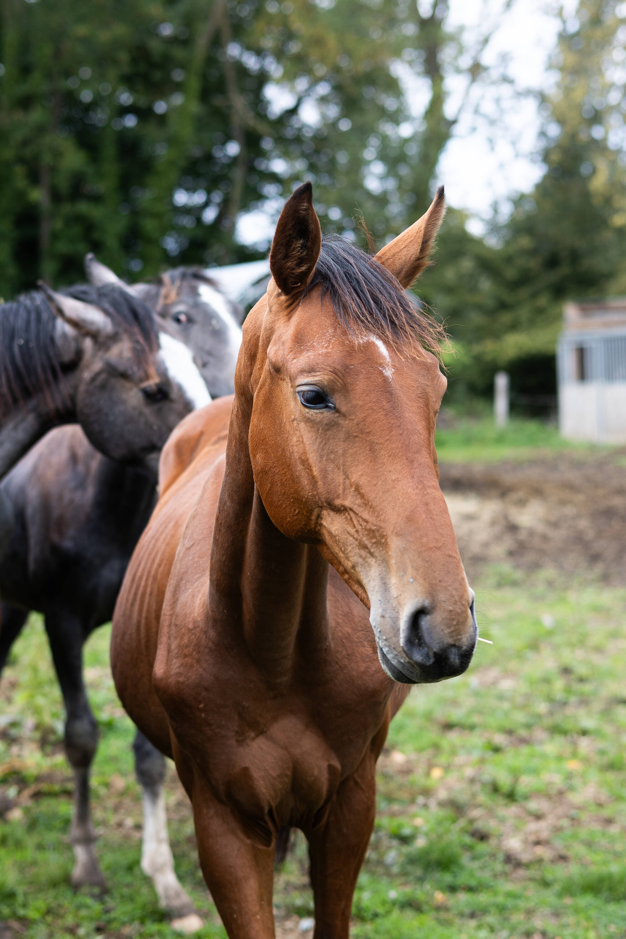 Sterling d'hoogpoort