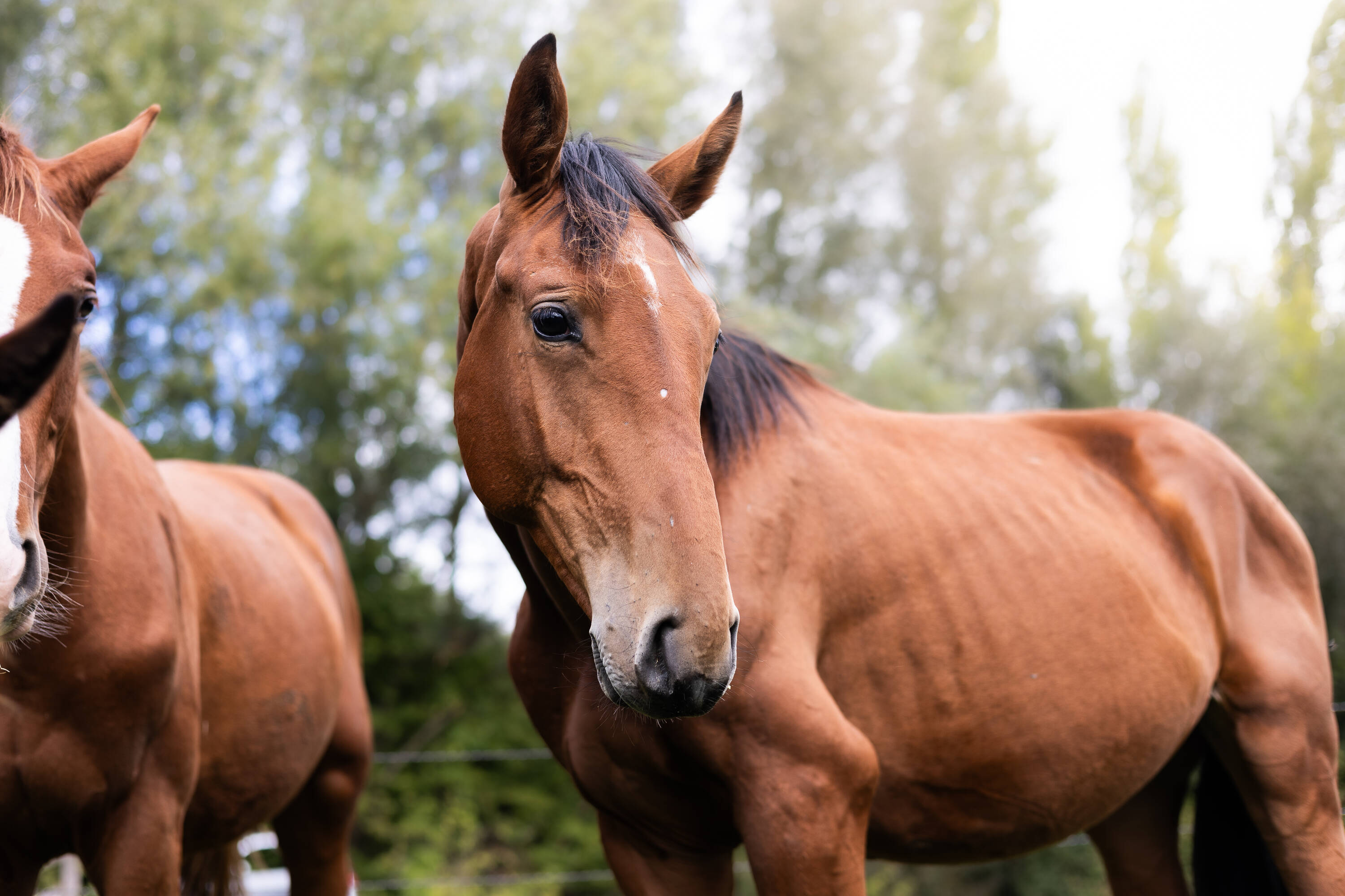 Sterling d'hoogpoort