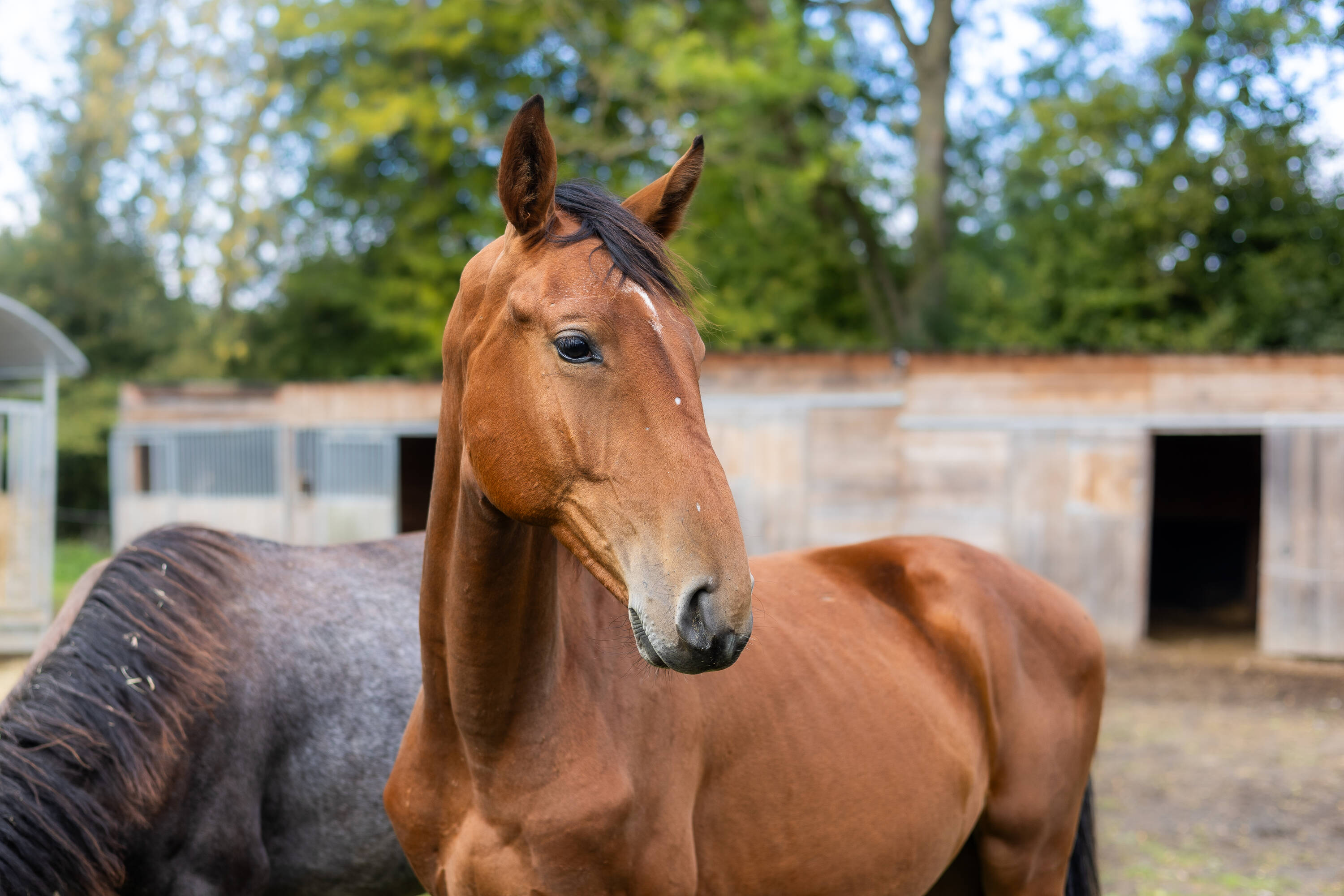 Sterling d'hoogpoort