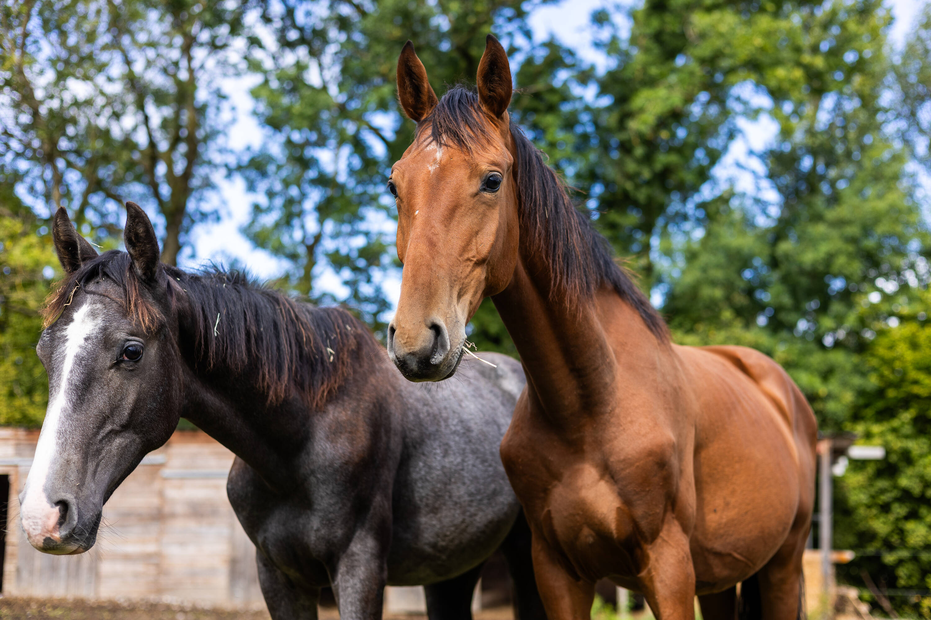 Sterling d'hoogpoort