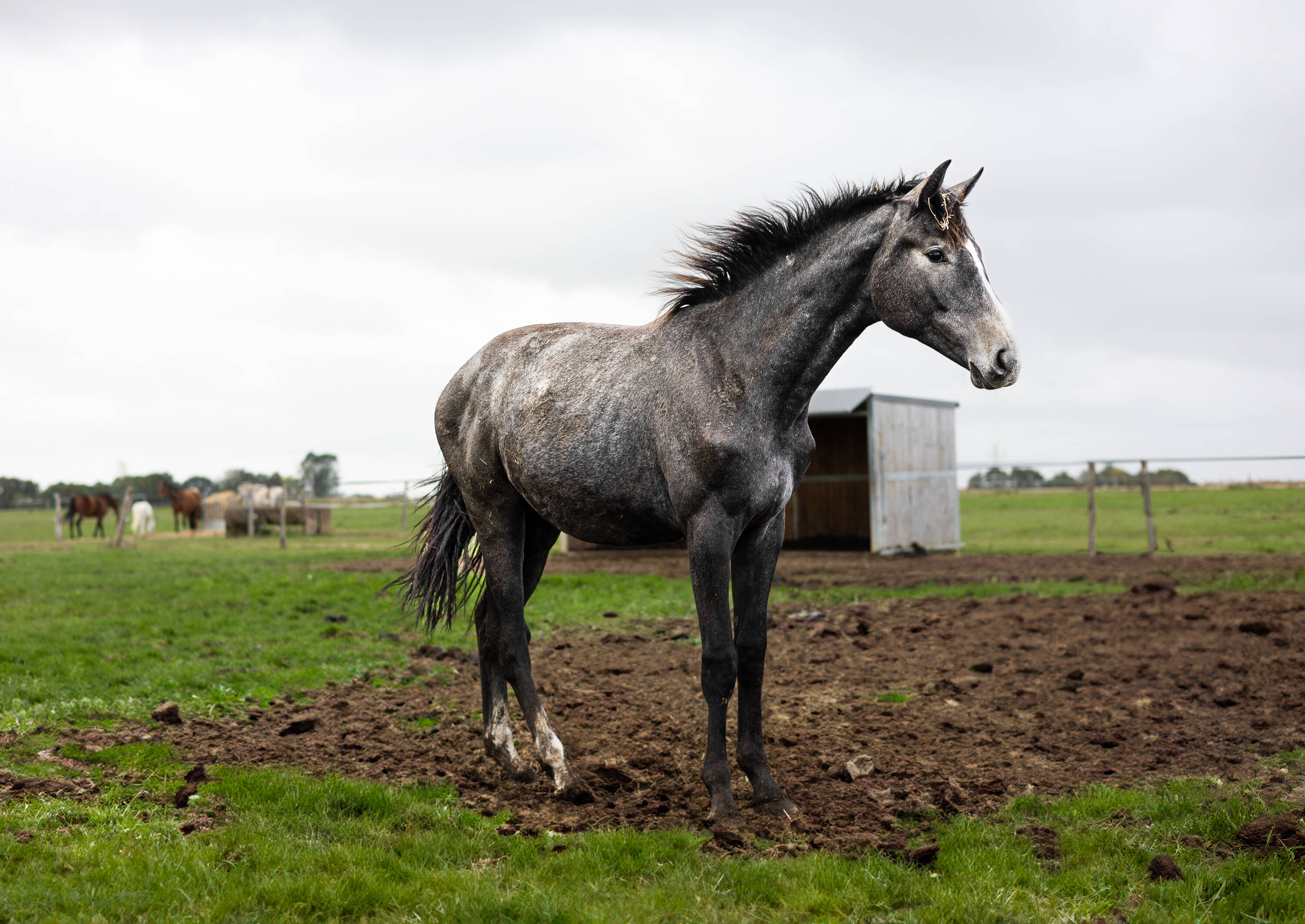 Sornette d'hoogpoort