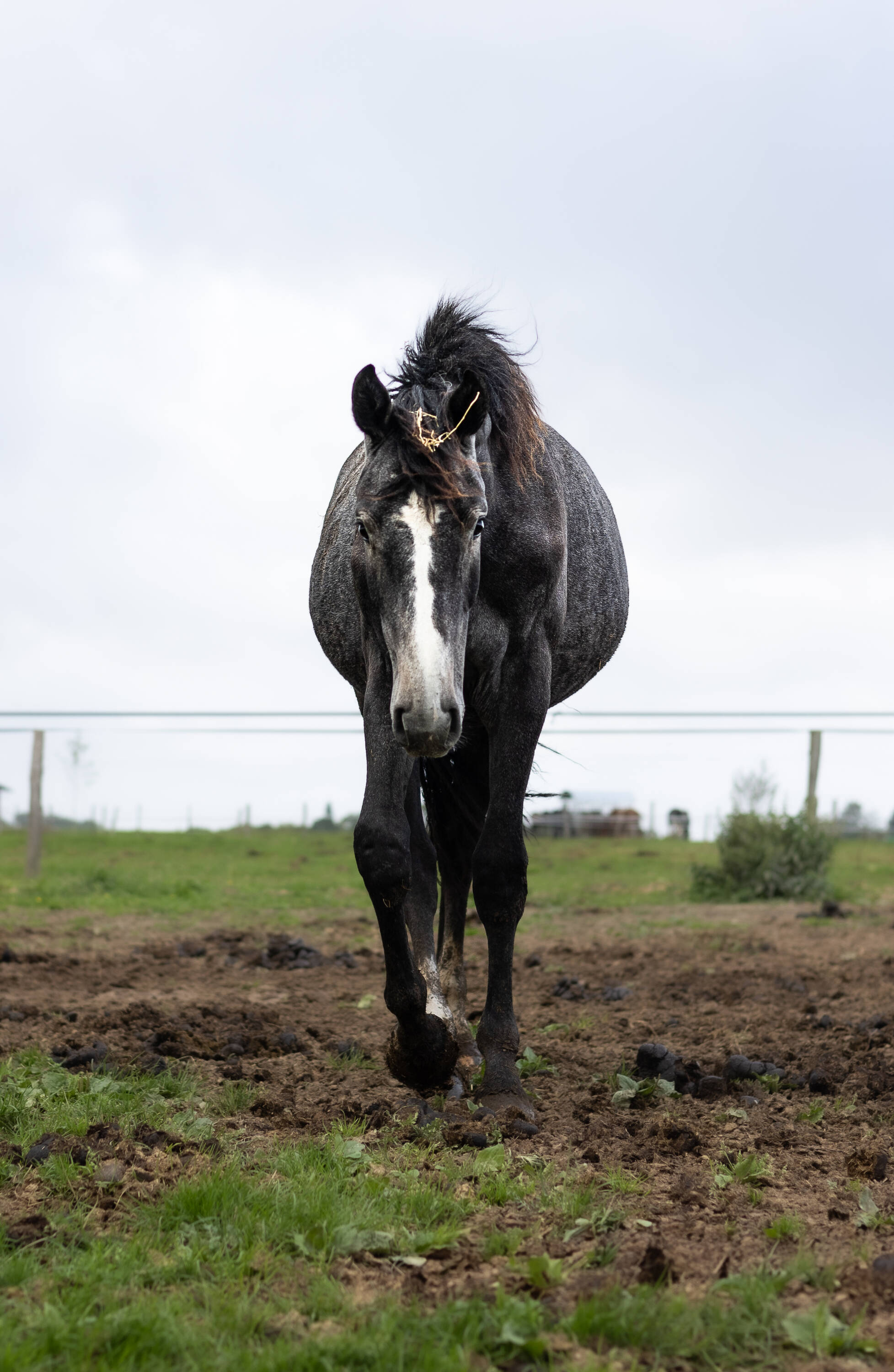 Sornette d'hoogpoort