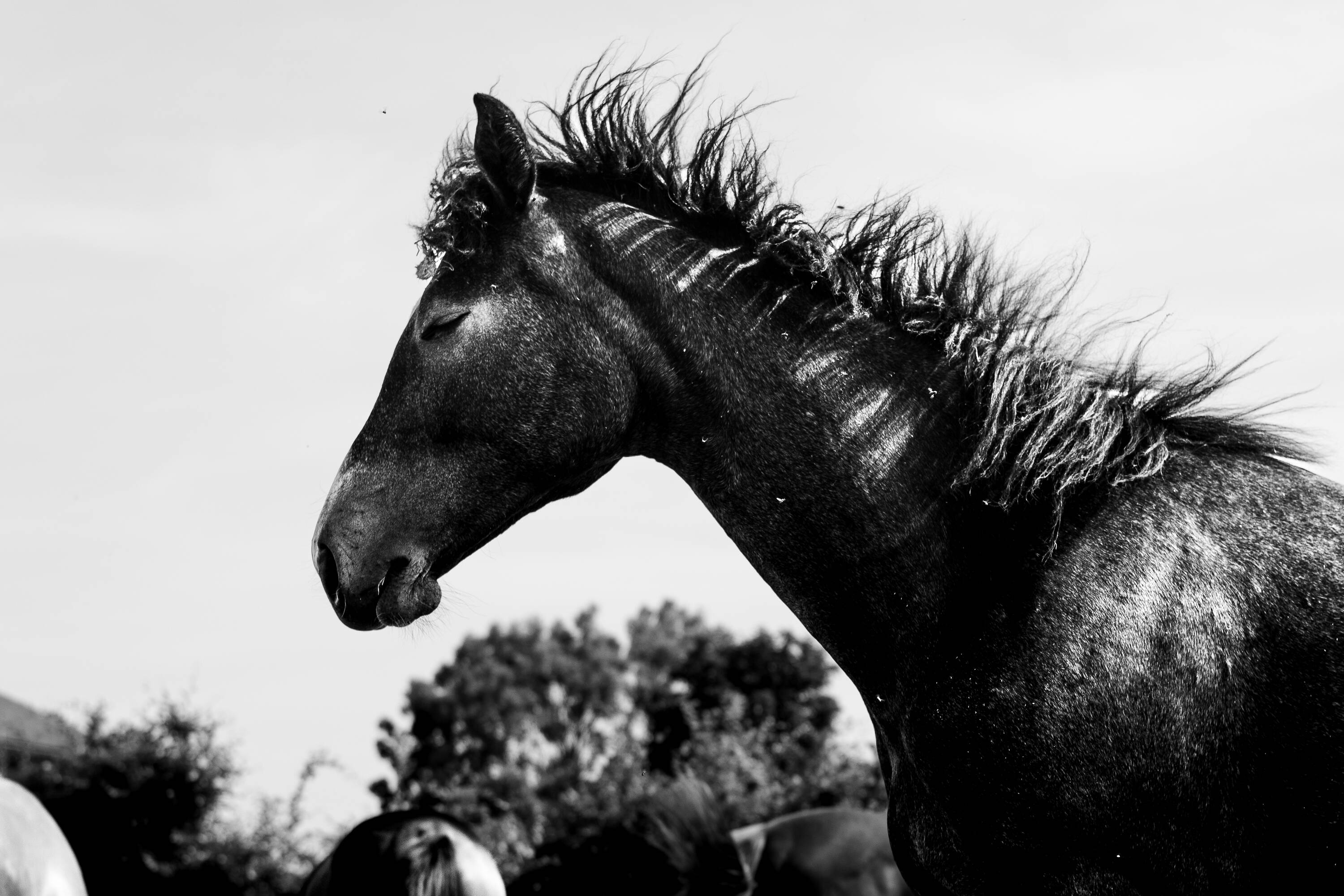 Sornette d'hoogpoort