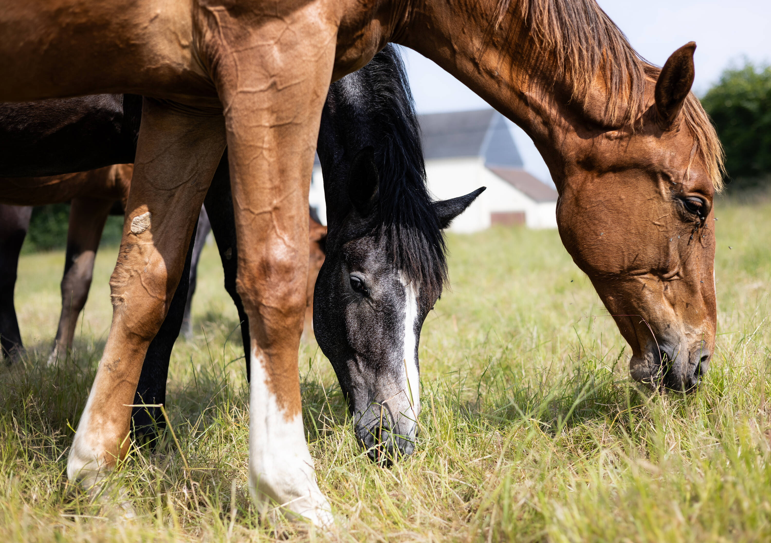 Sornette d'hoogpoort