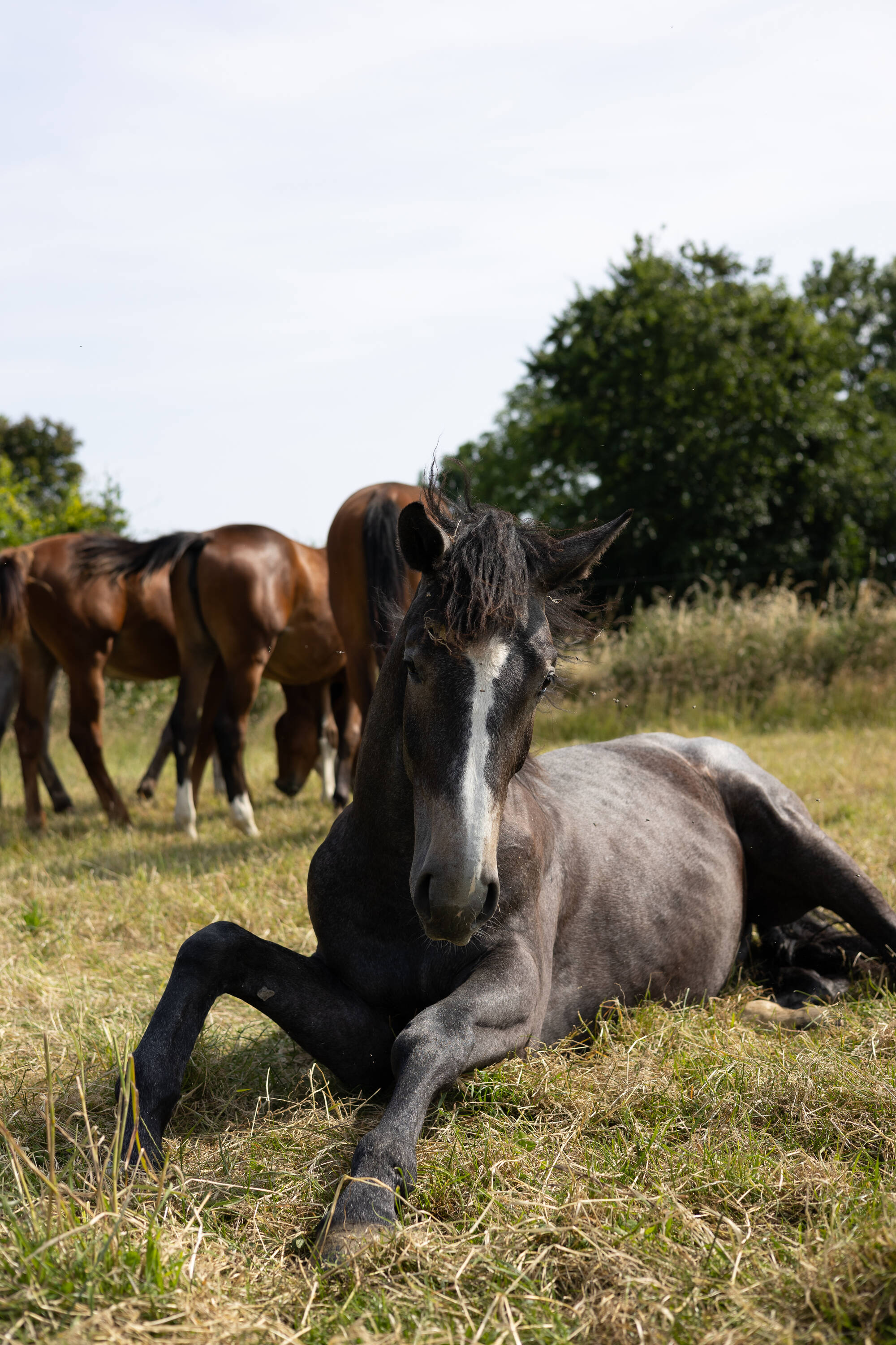 Sornette d'hoogpoort