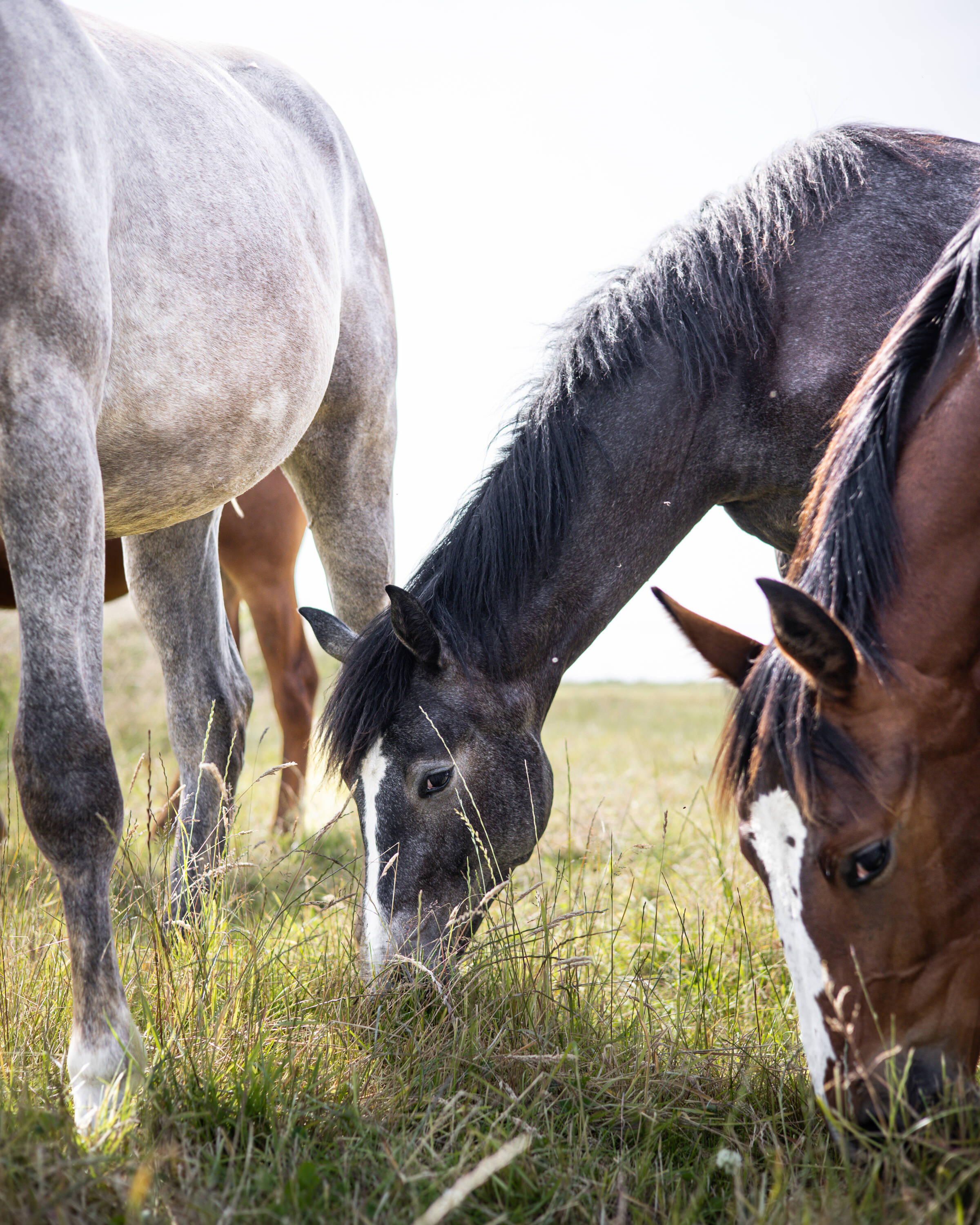 Sornette d'hoogpoort