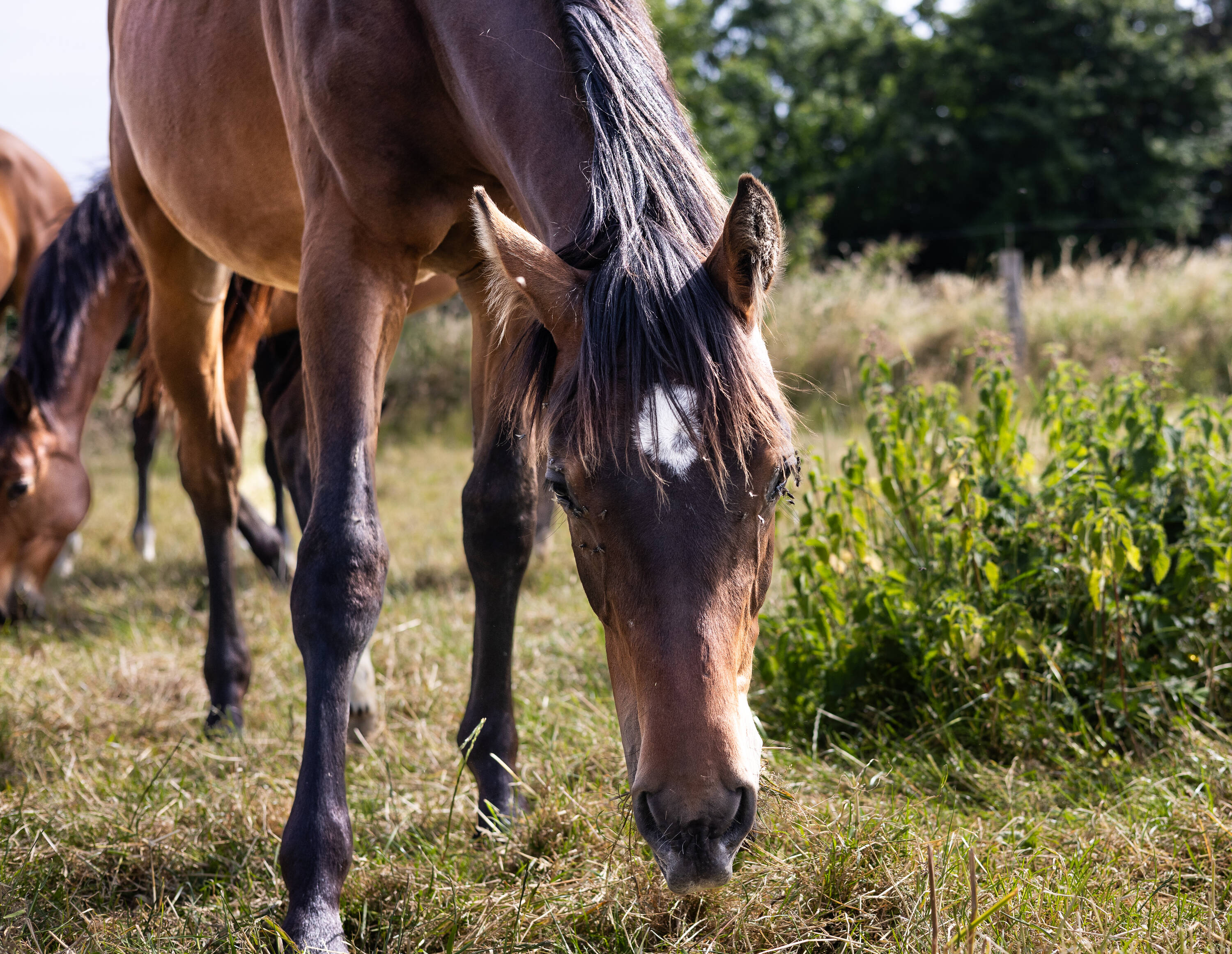 Malice d'hoogpoort Z