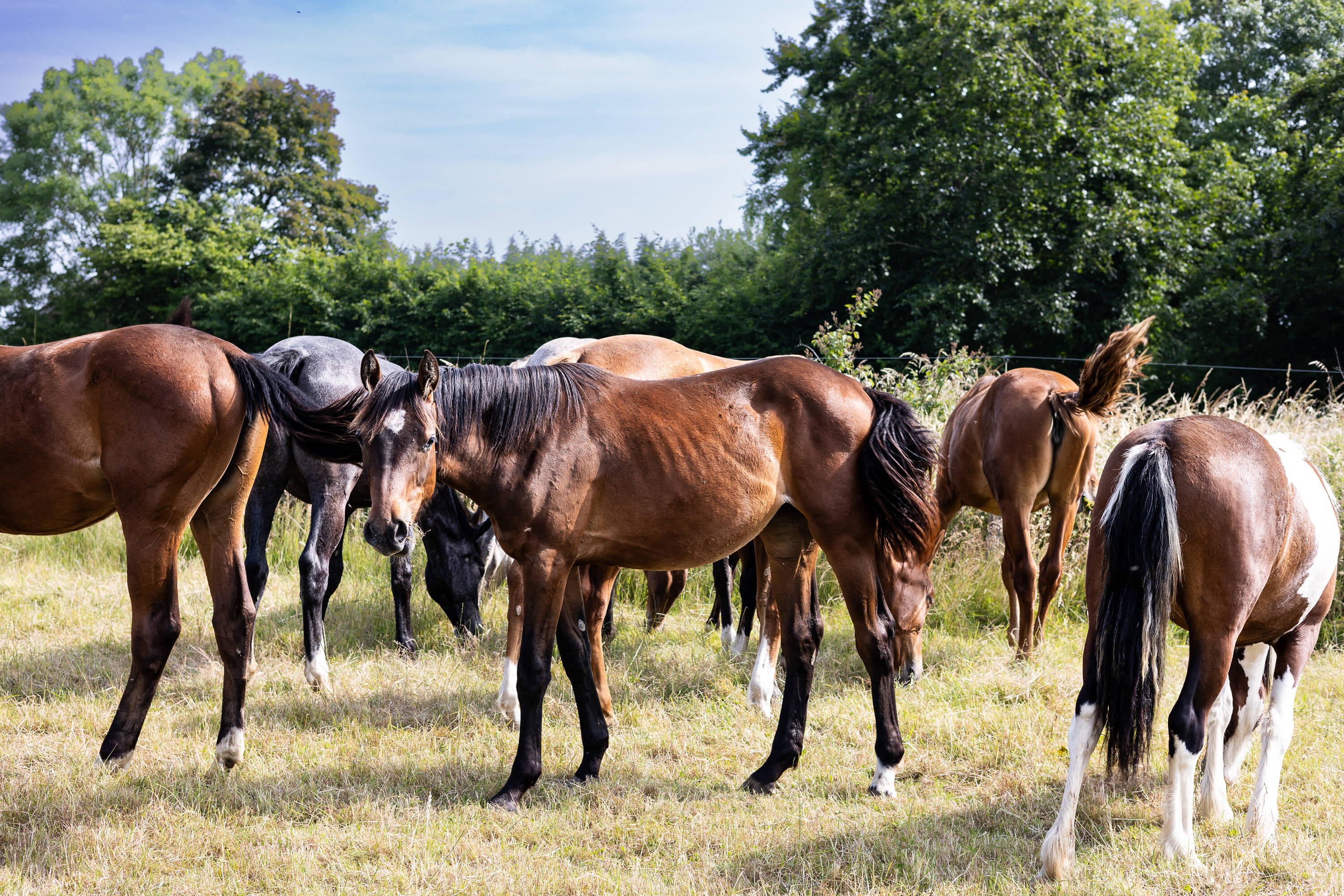 Malice d'hoogpoort Z