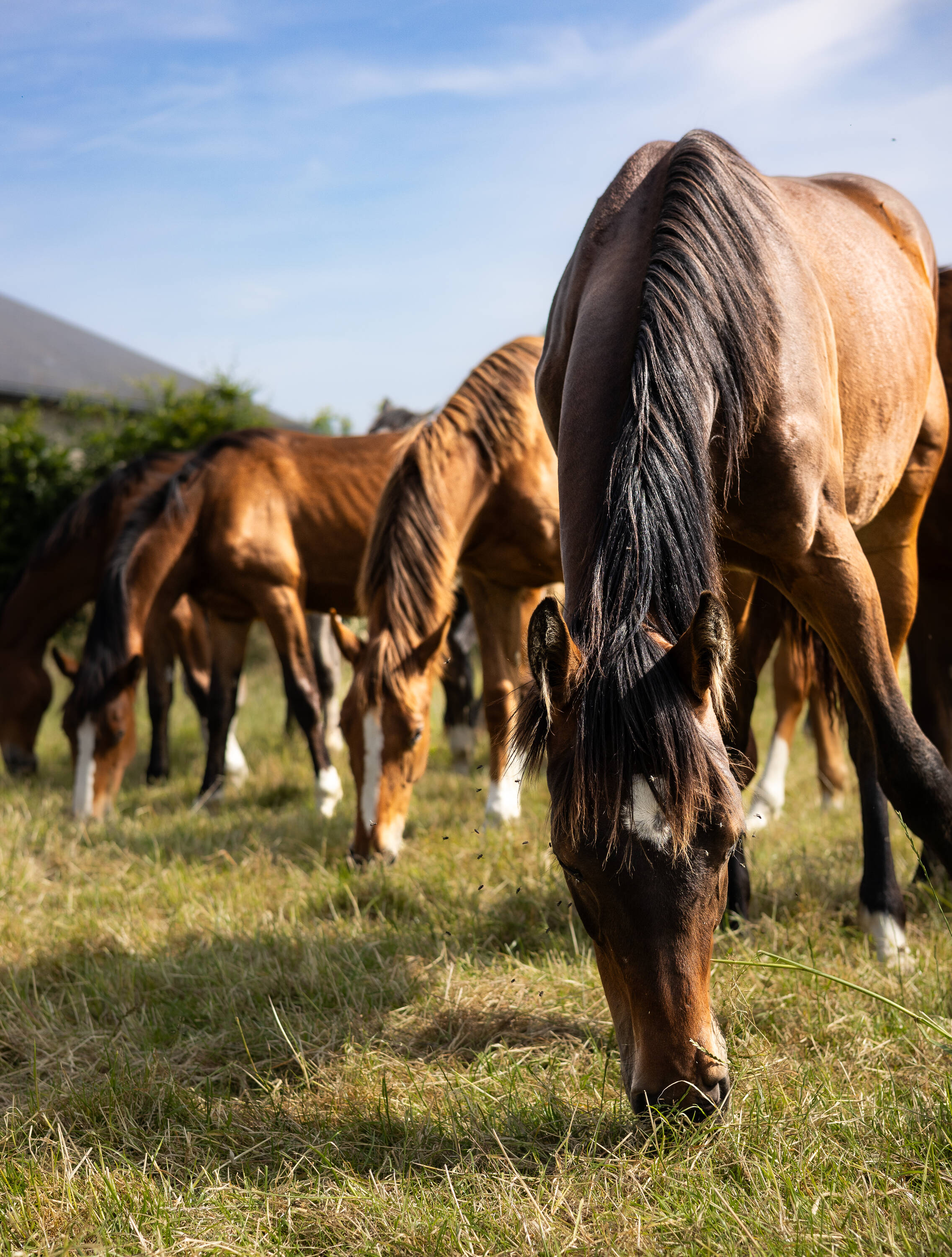 Malice d'hoogpoort Z