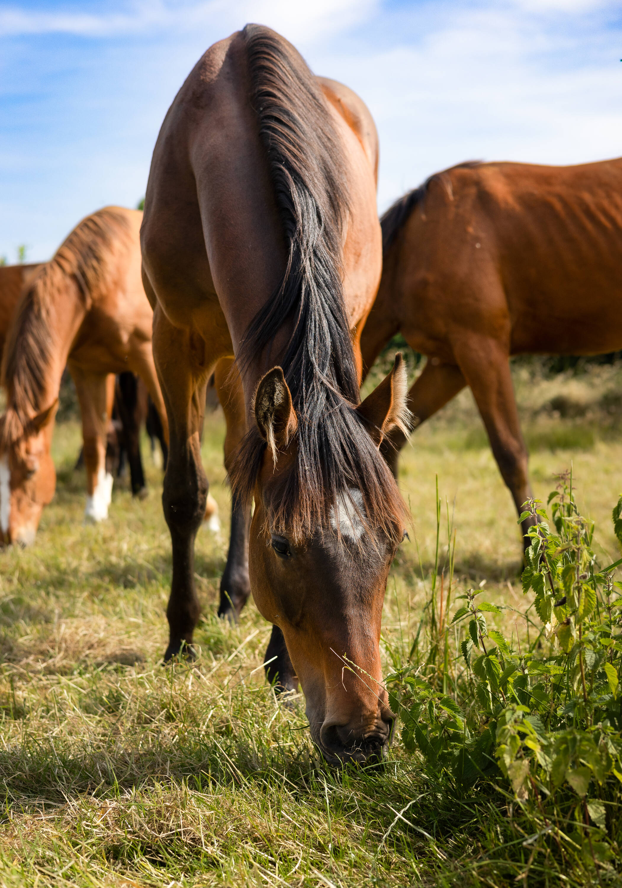 Malice d'hoogpoort Z