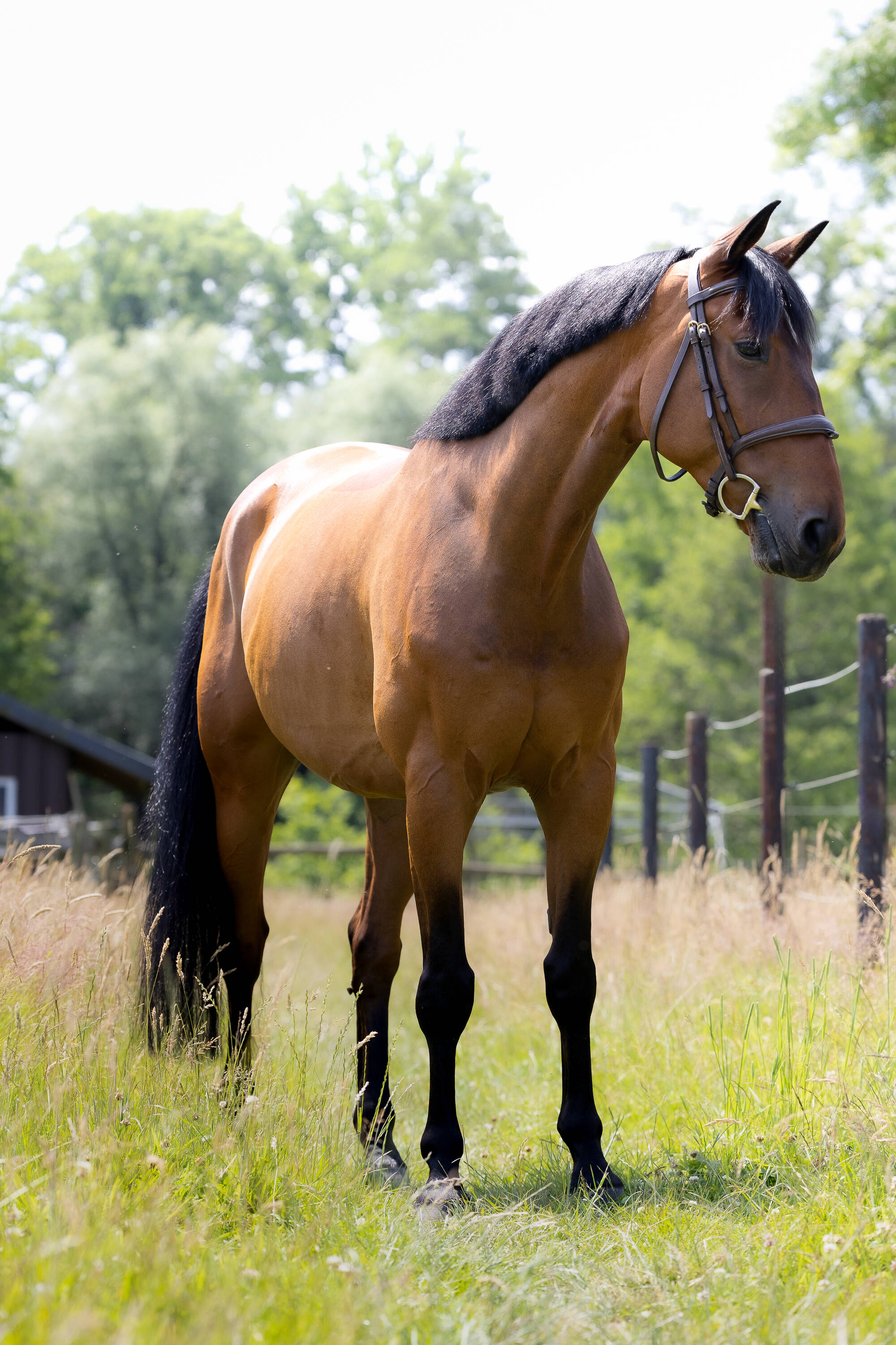 Mister big d'hoogpoort