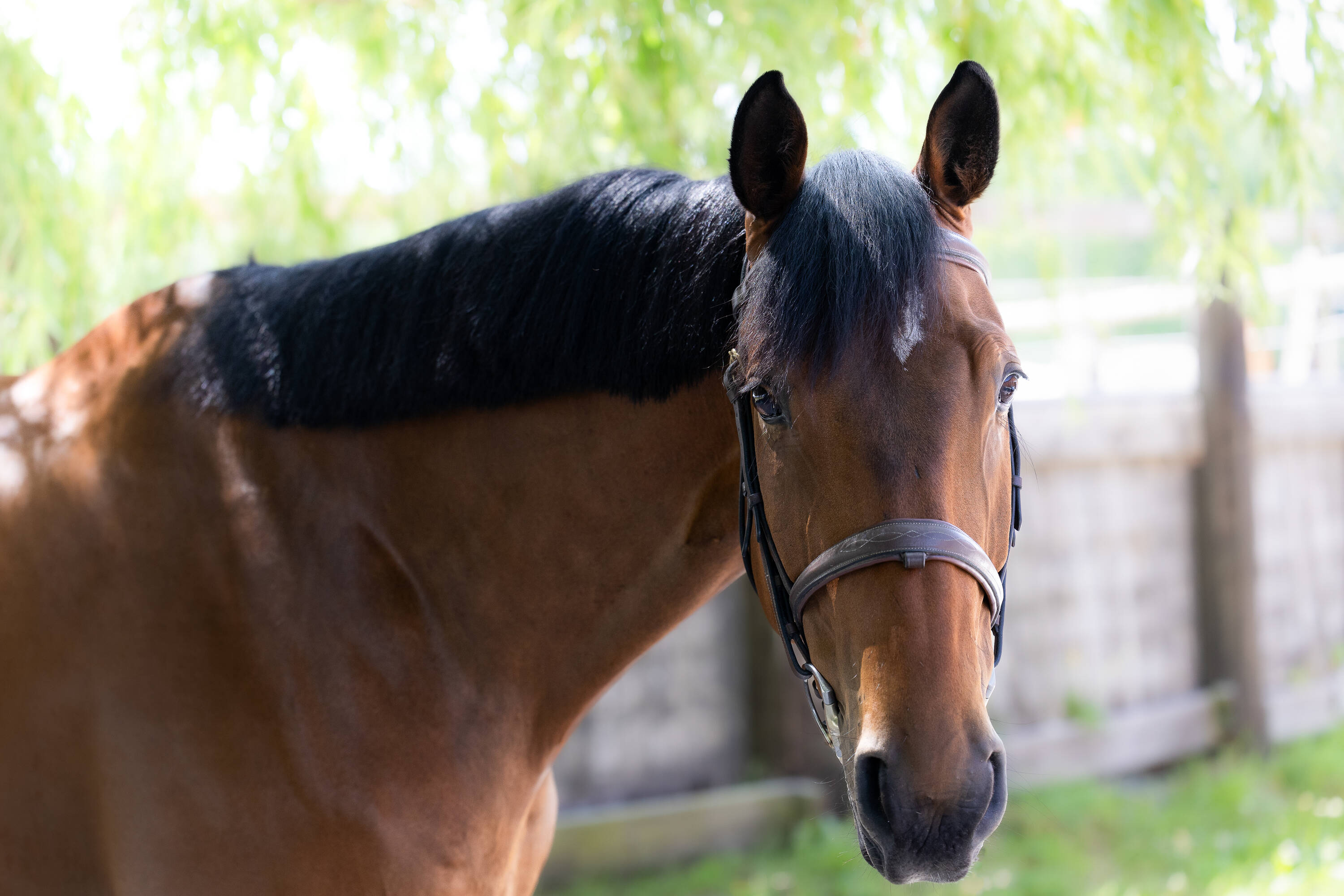 Mister big d'hoogpoort